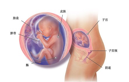 怀孕5个月 怀孕五个月胎儿图及注意事项