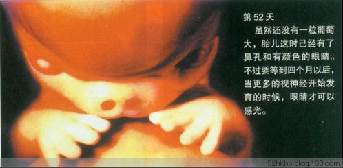 胎儿发育过程图片