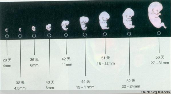 胎儿发育过程图片