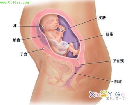 懷孕五個月胎兒位置