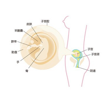 【懷孕11周】懷孕11周吃什么好 懷孕十一周胎兒圖 