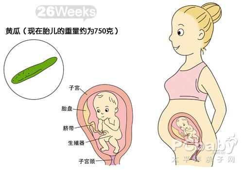 【怀孕26周胎儿图】怀孕26周是几个月 宝宝多大吃什么好