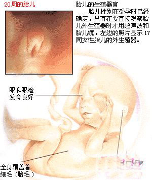 怀孕五个月胎儿图