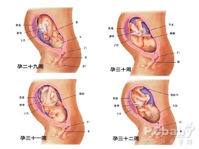八个月的胎儿图 怀孕八个月的男女胎儿（图片）