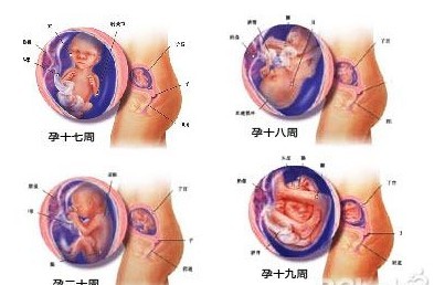 懷孕五個(gè)月男胎兒圖多大（B超圖）