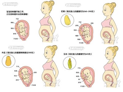 怀孕六个月胎儿图(男B超图)(2) - 妈妈育儿网