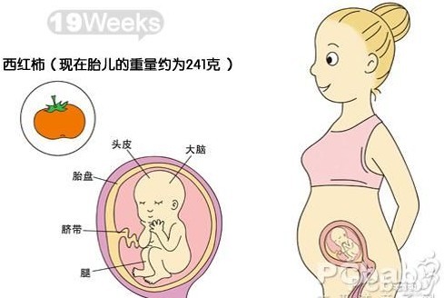 【怀孕19周】怀十九周胎儿图 胎动及注意事项