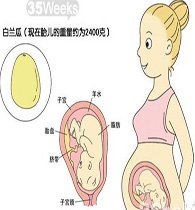 【怀孕三十五周】怀孕35周胎儿图_孕妇饮食注
