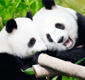 托班科学活动《大熊猫》 了解大熊猫的外形特征