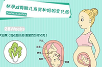 怀孕4-7个月需要注意的知识小科普（附胎儿发育图）
