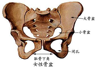 孕妇耻骨位置图孕妇耻骨在什么位置