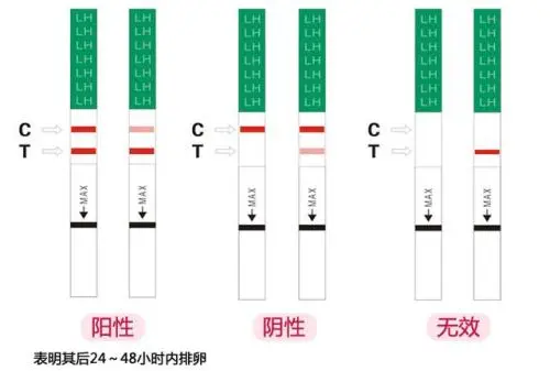 排卵試紙怎么看懷孕