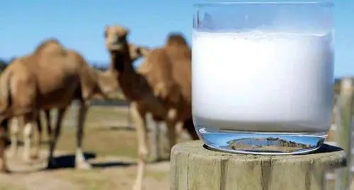 骆驼奶粉多少钱一罐 怎样才能买到正宗的驼奶