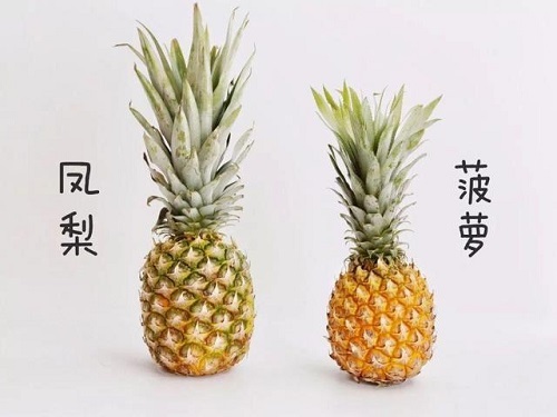 菠萝和凤梨的区别图片
