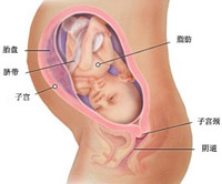怀孕九个月注意事项_怀孕九个月男胎儿图