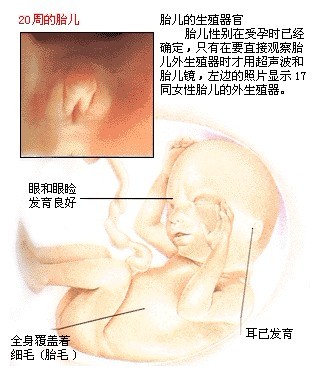 怀孕5个月 怀孕五个月胎儿图及注意事项