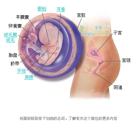 胎儿发育过程科学图解