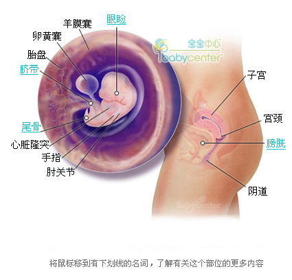 胎儿发育过程科学图解