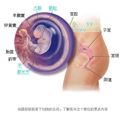 胎儿发育过程科学图解