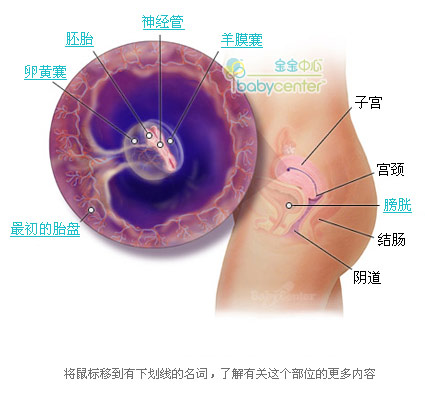 胎儿发育过程科学图解