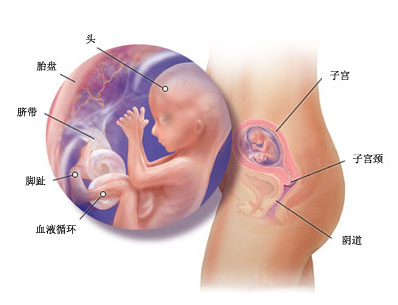 怀孕4个月胎儿图(b超图）