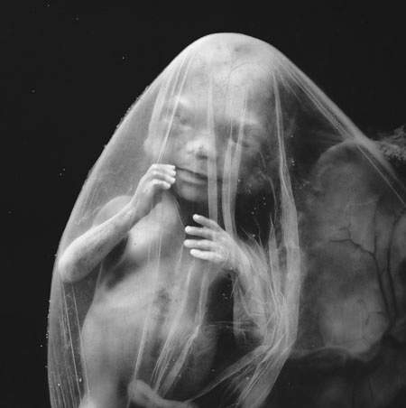 胎儿发育过程图 胎儿发育过程高清图片