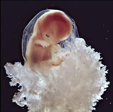 胎儿发育过程图 胎儿发育过程高清图片