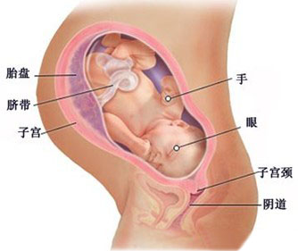 孕38周胎儿发育指标情况（图片）