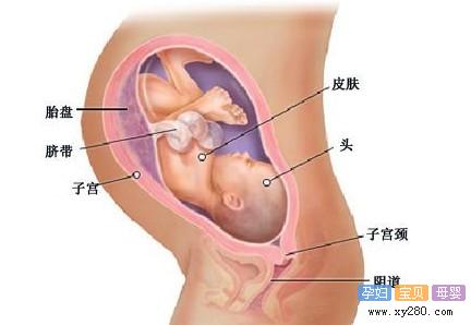 “怀孕第36周胎儿发育指标情况（图片）"