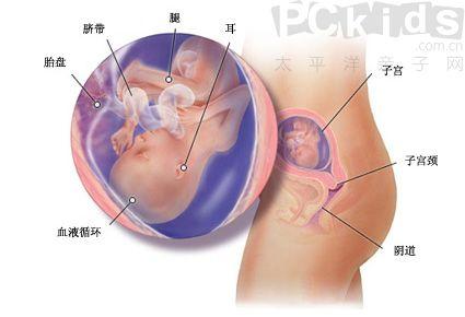怀孕五个月男胎儿图