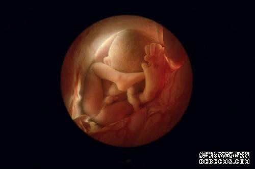胎儿发育过程b超图 男女胎儿b超发育全过程高清图