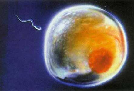 胎儿发育过程图 怀孕一个月胎儿发育过程图片www.mmyuer.com/