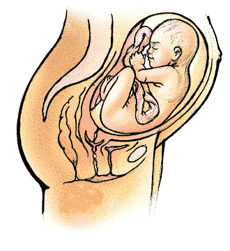 三个月的胎儿有多大 怀孕三个月胎儿大小（图片）