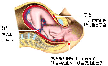 宝宝生育奥秘胎儿出生全过程