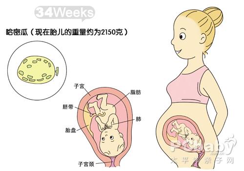 【怀孕34周】怀孕34周胎儿图 34周肚子痛胎动应注意什么