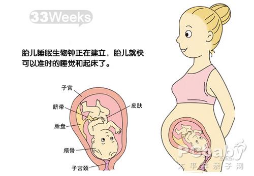 怀孕33周 怀孕33周胎儿图33周胎动腿抽筋应注意什么 妈妈育儿网