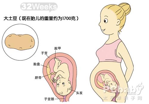 【怀孕32周胎儿图】怀孕32周是几个月，肚子痛应注意什么