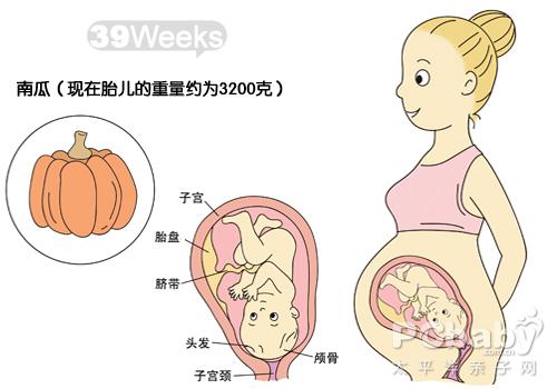 【怀孕39周】怀孕39周胎儿图 怀孕39周见红、腰疼注意事项