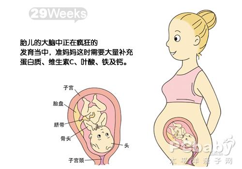 【怀孕29周】怀孕29周胎儿图 怀孕第29周检查注意什么