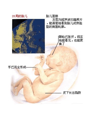 【怀孕28周】怀孕28周胎儿图 怀孕28周腿抽筋注意事项