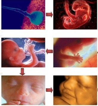 【怀孕27周】怀孕27周胎儿图 27周胎动注意事项