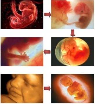【怀孕27周】怀孕27周胎儿图 27周胎动注意事项