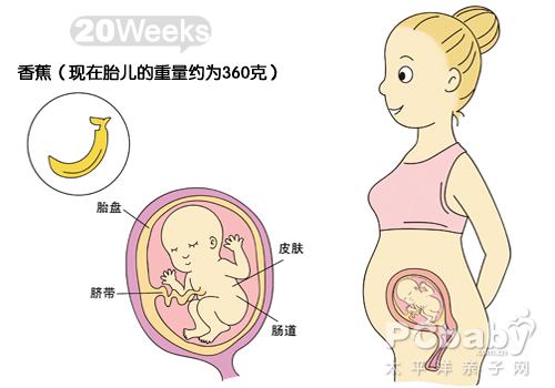 【怀孕20周】怀孕20周胎儿图 怀孕20是几个月吃什么