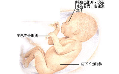 怀孕七个月胎儿图 怀孕七个月男女胎儿图
