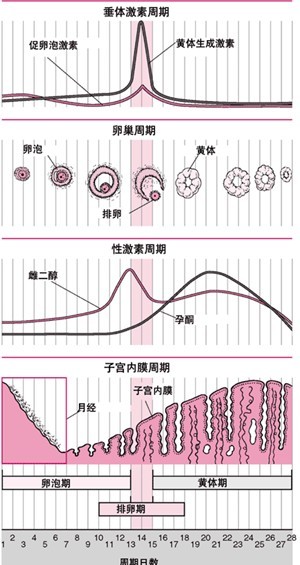 导致卵泡发育不好的原因(2)