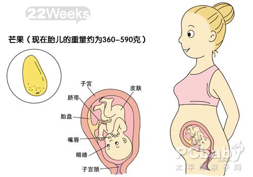 【怀孕22周】怀孕22周胎儿图 怀孕22周胎动及注意事项