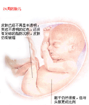 【怀孕24周】怀孕24周胎儿彩超图 24周是几个月胎儿多大