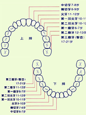 乳牙恒牙的排列图解图片
