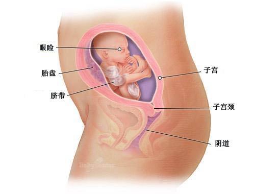 【怀孕21周】怀孕二十一周胎儿图及吃什么注意事项