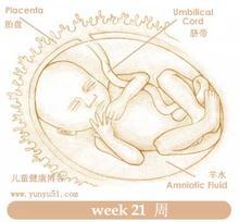 【怀孕21周】怀孕二十一周胎儿图及吃什么注意事项